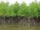 Mangroves Et Climat: Étude Clé Pour L’Avenir De Djibouti Mangroves Et Climat: Étude Clé Pour L'Avenir De Djibouti