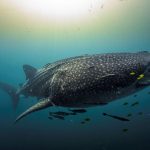 Indonésie Sanctuaire Des Requins-Baleines Selon Étude Indonésie Sanctuaire Des Requins-Baleines Selon Étude
