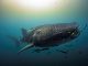 Indonésie Sanctuaire Des Requins-Baleines Selon Étude Indonésie Sanctuaire Des Requins-Baleines Selon Étude