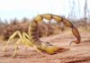 Scorpion: Armes avec Structure Métallique Renforcée Scorpion: Armes avec Structure Métallique Renforcée