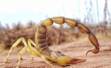 Scorpion: Armes avec Structure Métallique Renforcée Scorpion: Armes avec Structure Métallique Renforcée