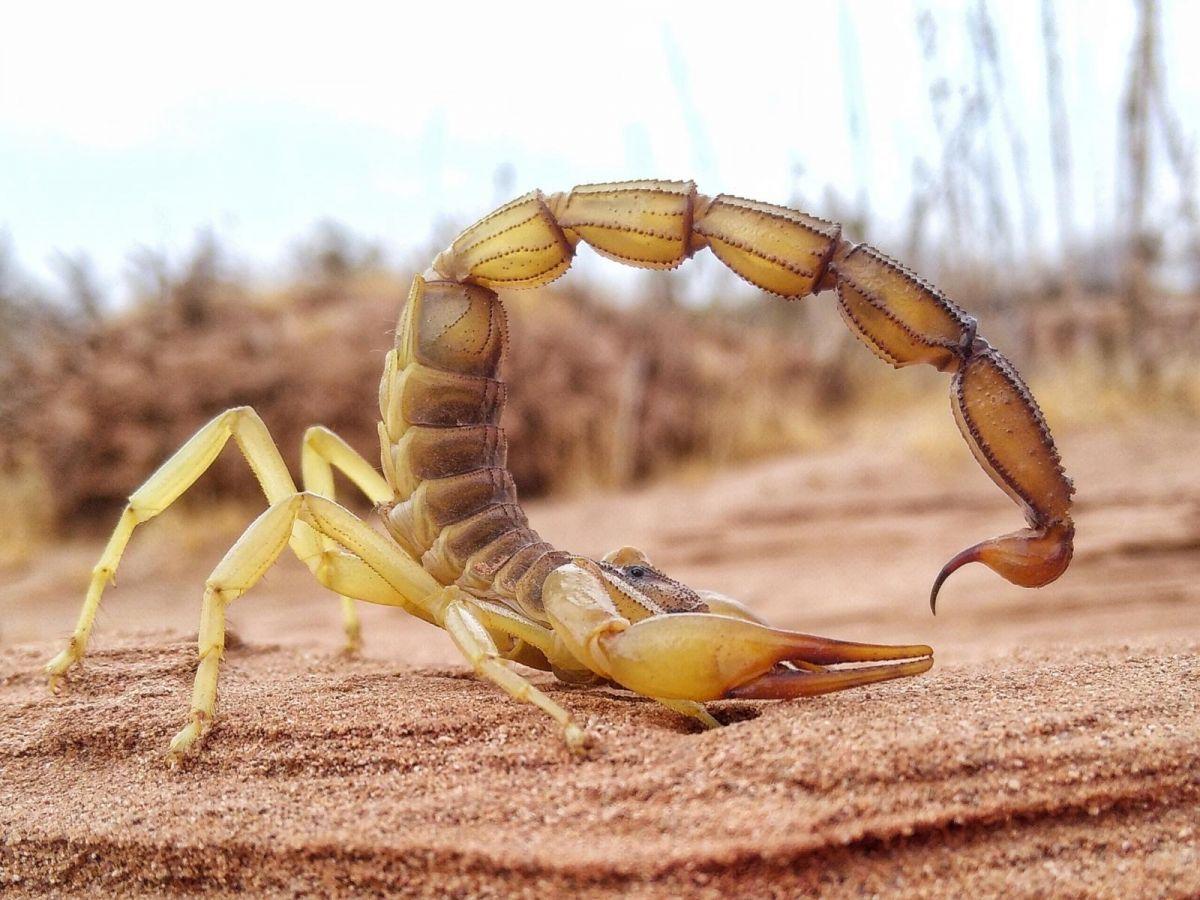 Scorpion: Armes avec Structure Métallique Renforcée Scorpion: Armes avec Structure Métallique Renforcée