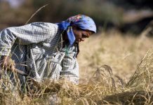 الأرزّ المصري: خلط المنتج المحلي بالمستورد