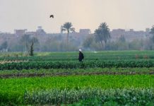 عزوف المواطنين عن إجراءات التصالح في مخالفات البناء