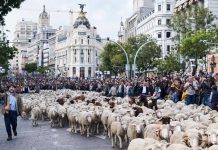 بعد البقر الأغنام تغزو مدريد أغنام تجوب شوارع وسط مدريد