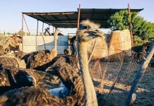 تربية النعام.. هواية ومشروع تجاري في مصر