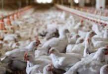 مصر تنفي انتشار فيروس إنفلونزا الطيور