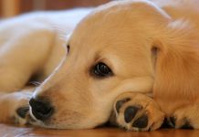 مصر… حقيقة قتل 295 ألف كلب خلال عام 2019