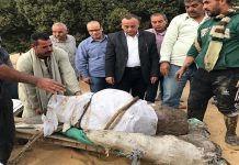 شاهد ‘تمثال ملكي نادر لرمسيس الثاني’ تكشفه وزارة آثار مصر