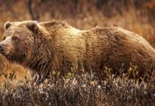 باحثة مصرية تفتح بابا جديدا لعلاج ضمور العضلات