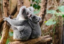 حرائق أستراليا قتلت آلاف الكوالا