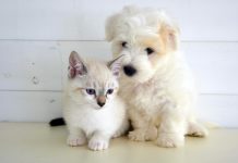 بسبب أكل الكلاب والقطط.. سجال بين وزير سابق ومسؤول حالي في الجزائر