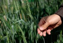 مصر تعلن حجم احتياطياتها الاستراتيجية من القمح