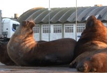 أسود البحر تتجول مطمئنة بشوارع الأرجنتين