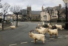 كورونا يفتح شوارع المدن للحيوانات البرية