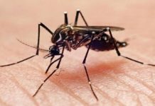 مصر.. خبير أوبئة يعلق على “حمى الضنك”