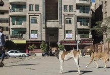 قتل الكلاب الضالة بـ”الإستركنين” يثير غضب جمعية الرفق بالحيوان