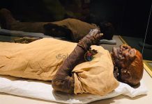 بعد افتتاحها.. ما الفارق بين قاعة المومياوات الملكية بمتحف الحضارة عن “التحرير”؟ بعد افتتاحها.. ما الفارق بين قاعة المومياوات الملكية بمتحف الحضارة عن "التحرير"؟