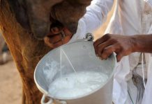 كوب من الحليب يوميًا.. دراسة تكشف “المفعول السحري” كوب من الحليب يوميًا.. دراسة تكشف “المفعول السحري”