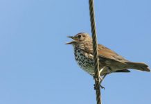 ذكاء اصطناعي يقرأ عقول العصافير ذكاء اصطناعي يقرأ عقول العصافير