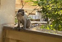 مصر: قردان هاربان يثيران قلق سكان في الجيزة مصر: قردان هاربان يثيران قلق سكان في الجيزة