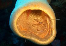 علماء يكشفون عن حيوانين “خالدين” ضمن أطول 10 مخلوقات عمرا علماء يكشفون عن حيوانين "خالدين" ضمن أطول 10 مخلوقات عمرا بقائمة "لا تصدق"