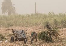 رغم الحظر… مصر تسمح لشركة حكومية باستيراد 200 ألف طن سكر رغم الحظر... مصر تسمح لشركة حكومية باستيراد 200 ألف طن سكر