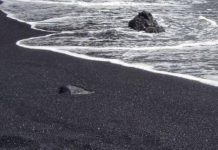 مصر تمتلك قرابة الـ 11 موقعا غنيًّا بالرمال السوداء مصر تمتلك قرابة الـ 11 موقعا غنيًّا بالرمال السوداء