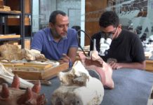 علماء: الحوت البرمائي المكتشف في مصر غير معروف سابقاً علماء: الحوت البرمائي المكتشف في مصر غير معروف سابقاً