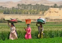 الريف المصري في زمن كورونا