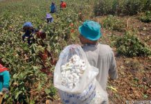 تراجع أسعار القطن المصري بعد انحسار الطلب العالمي تراجع أسعار القطن المصري بعد انحسار الطلب العالمي