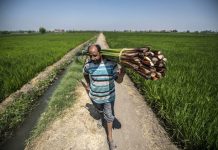 تحديات تواجه القطاع الزراعي في مصر