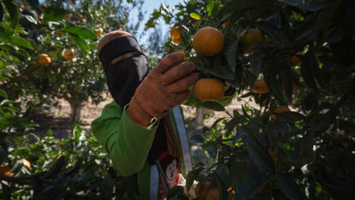 مصر: خسائر كبيرة لمصدري البرتقال