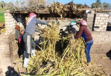 في صعيد مصر.. نيران تحيل القصب عسلا في صعيد مصر.. نيران تحيل القصب عسلا