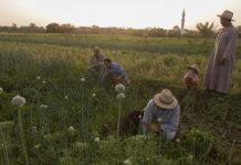 مصر: مزارعو البصل يخسرون 500 دولار لكل فدان مصر: مزارعو البصل يخسرون 500 دولار لكل فدان