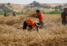 مصر تبحث عن طرق لتأمين احتياجاتها من القمح والوقود مصر تبحث عن طرق لتأمين احتياجاتها من القمح والوقود