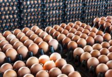 ارتفاع جديد في أسعار البيض اليوم الأحد ارتفاع جديد في أسعار البيض اليوم الأحد