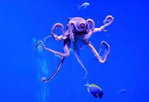 دراسة: أسلاف الأخطبوط عاشت قبل عصر الديناصورات دراسة: أسلاف الأخطبوط عاشت قبل عصر الديناصورات