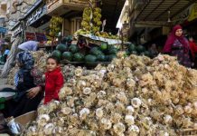 مصر: تراجع الصادرات يُكبد مزارعي الثوم خسائر فادحة مصر: تراجع الصادرات يُكبد مزارعي الثوم خسائر فادحة