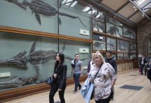 اكتشاف أكبر سنّ لسحالٍ سمكية عملاقة عاشت قبل 205 ملايين سنة اكتشاف أكبر سنّ لسحالٍ سمكية عملاقة عاشت قبل 205 ملايين سنة