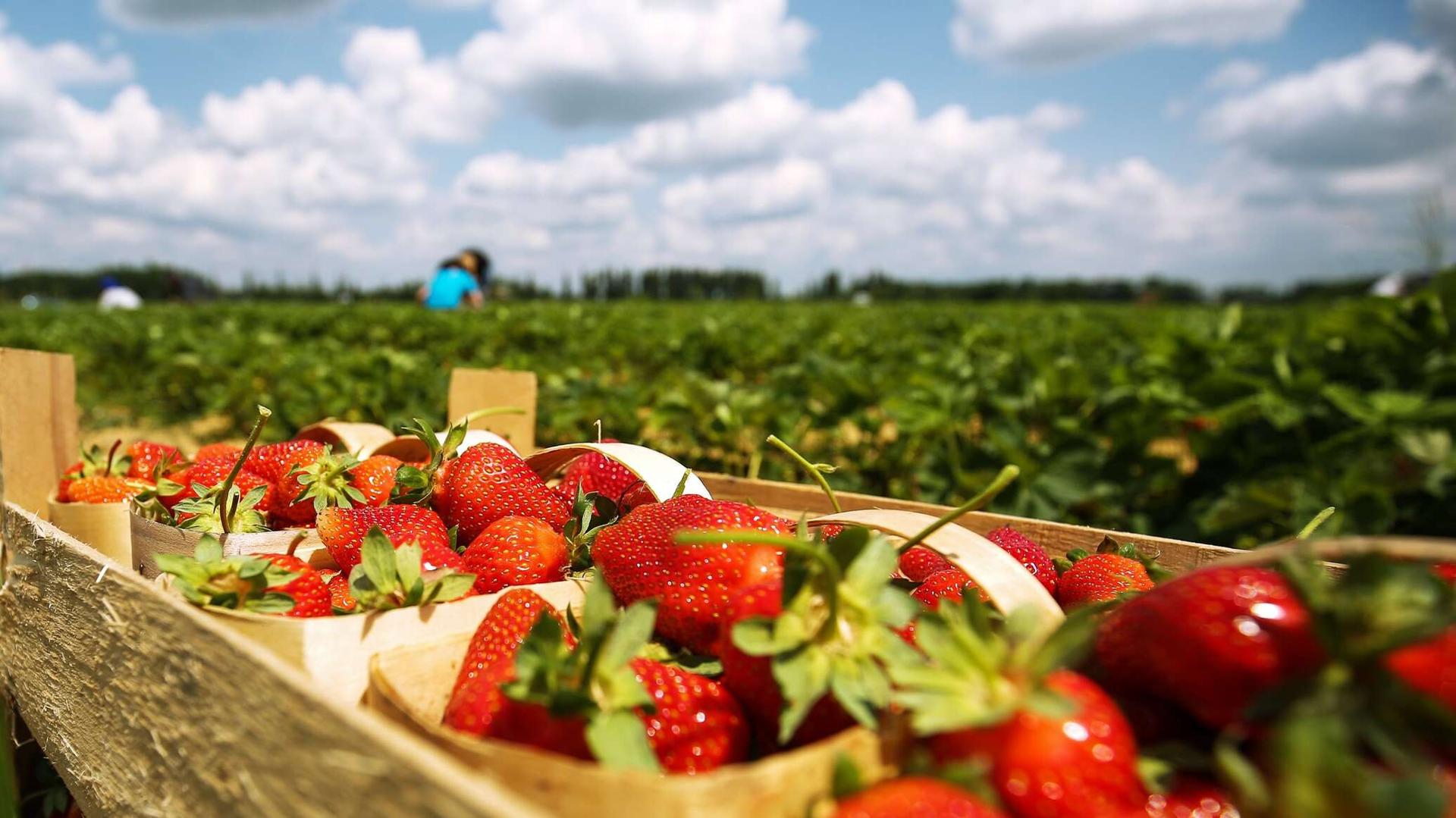 الحكومة المصرية تنفي فرض رسوم جبرية على مصدري الفراولة المجمدة الحكومة المصرية تنفي فرض رسوم جبرية على مصدري الفراولة المجمدة