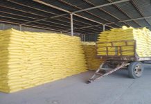 الزراعة”: إعداد تقاوي القمح للموسم الجديد بمشروع مستقبل مصر الزراعي الزراعة": إعداد تقاوي القمح للموسم الجديد بمشروع مستقبل مصر الزراعي