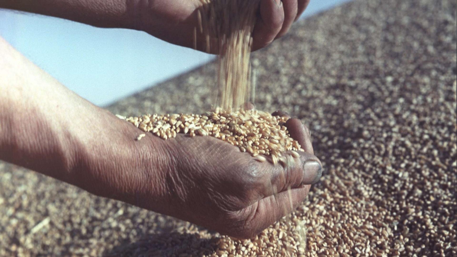 تفاصيل هامة حول شحنات القمح الهندي لمصر... القاهرة طلبت رفعها من الحظر بشكل كامل تفاصيل هامة حول شحنات القمح الهندي لمصر... القاهرة طلبت رفعها من الحظر بشكل كامل