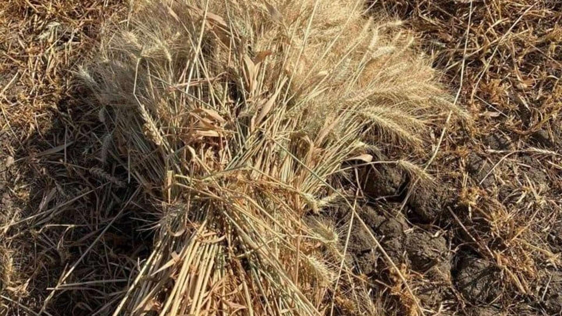 وزير التموين المصري: مصر تستهلك 800 ألف طن من القمح شهريا وزير التموين المصري: مصر تستهلك 800 ألف طن من القمح شهريا