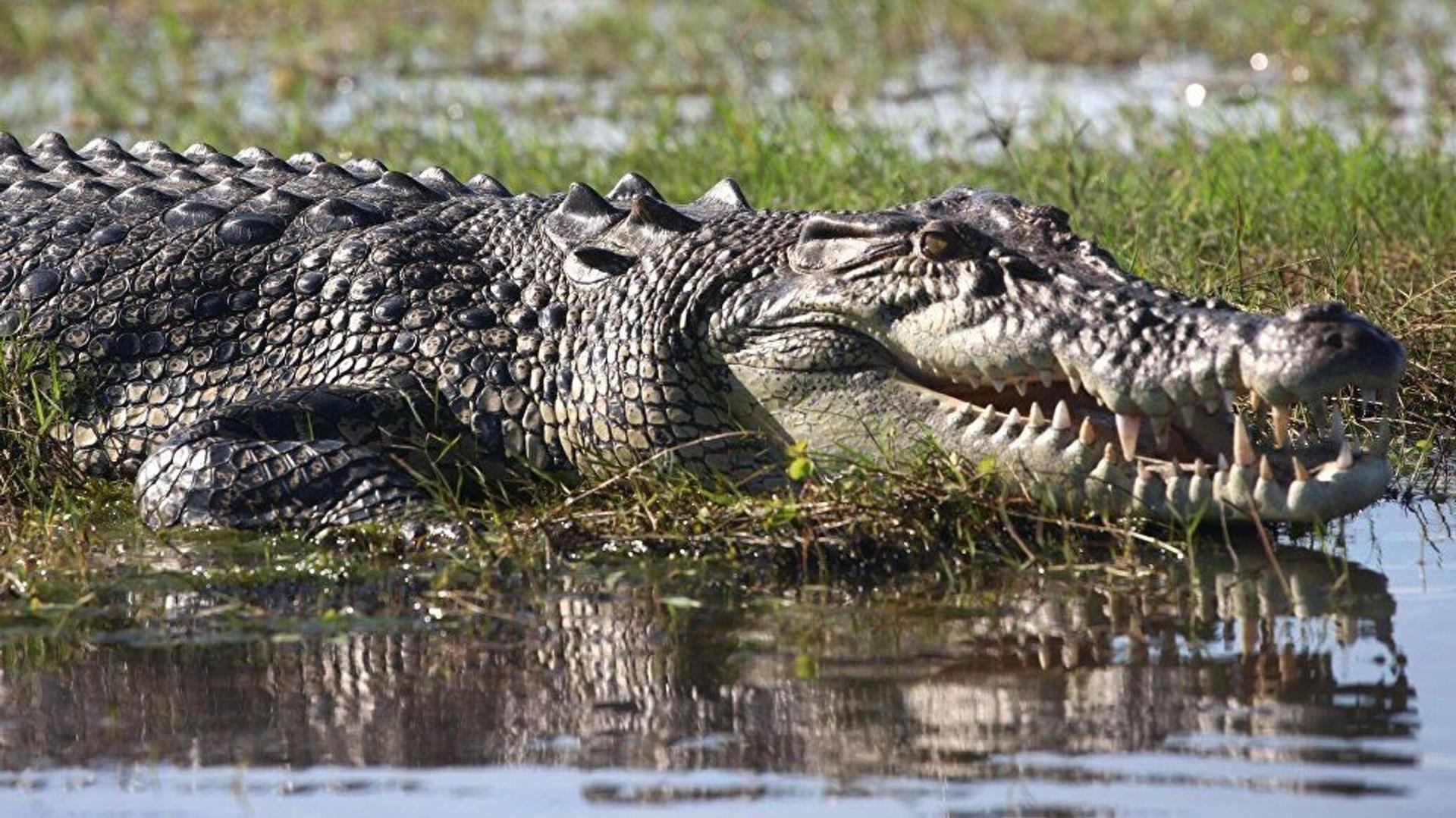 تمساح يثير الذعر في إحدى المحافظات المصرية تمساح يثير الذعر في إحدى المحافظات المصرية