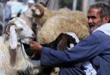 أضحى سيناء… ركود في الأسواق وأغنام “داعش” تُباع للمواطنين أضحى سيناء... ركود في الأسواق وأغنام "داعش" تُباع للمواطنين