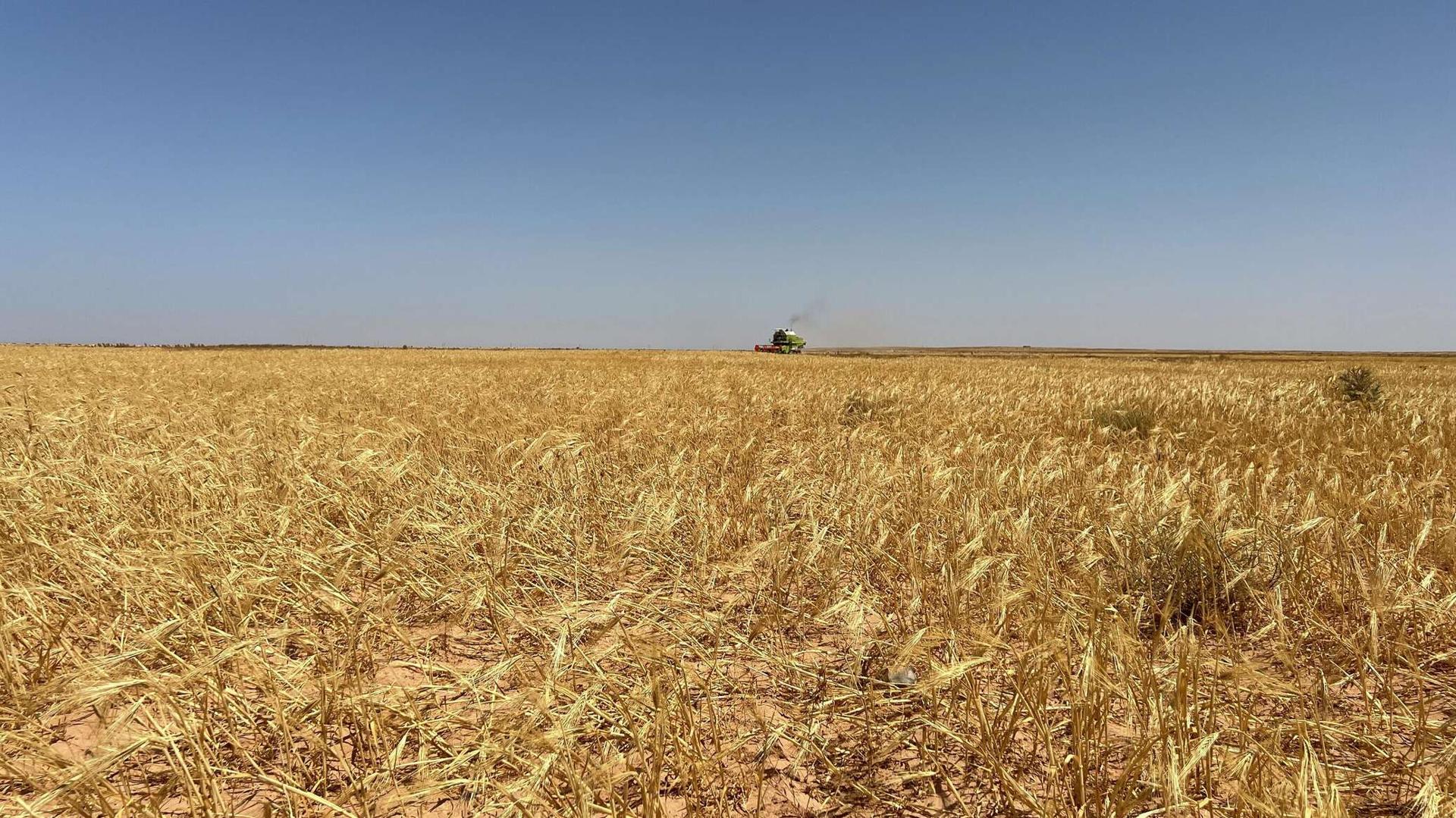 مصر تبحث عن طريقة جديدة لشراء القمح مصر تبحث عن طريقة جديدة لشراء القمح