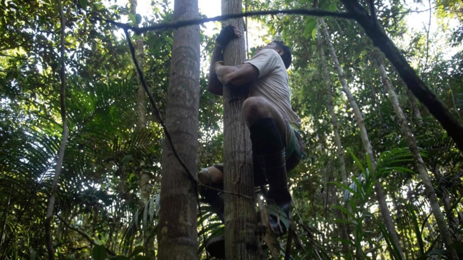 «متسلقو الأشجار» بالأمازون حاجة ضرورية للأبحاث العلمية «متسلقو الأشجار» بالأمازون حاجة ضرورية للأبحاث العلمية