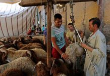 عيد مصر: شراء اللحم أولوية واهتمام بالفُسَح عيد مصر: شراء اللحم أولوية واهتمام بالفُسَح