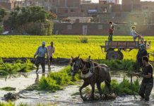 الحكومة المصرية تشتري الأرز من المزارعين الحكومة المصرية تشتري الأرز من المزارعين
